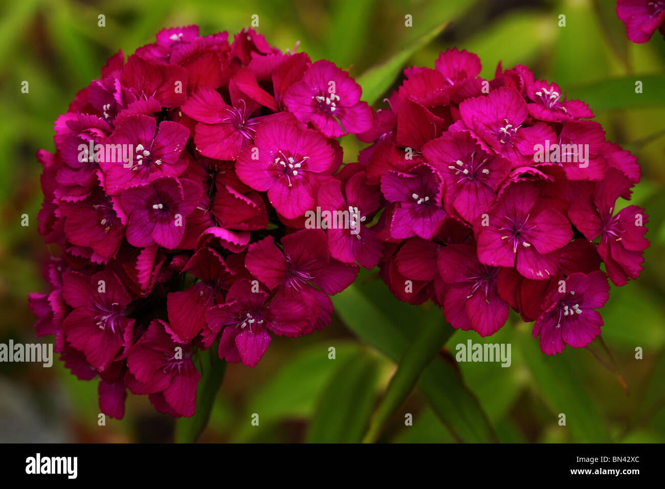 Purple carnations sweet wiliams flowers close up Dianthus barbatus Stock Photo