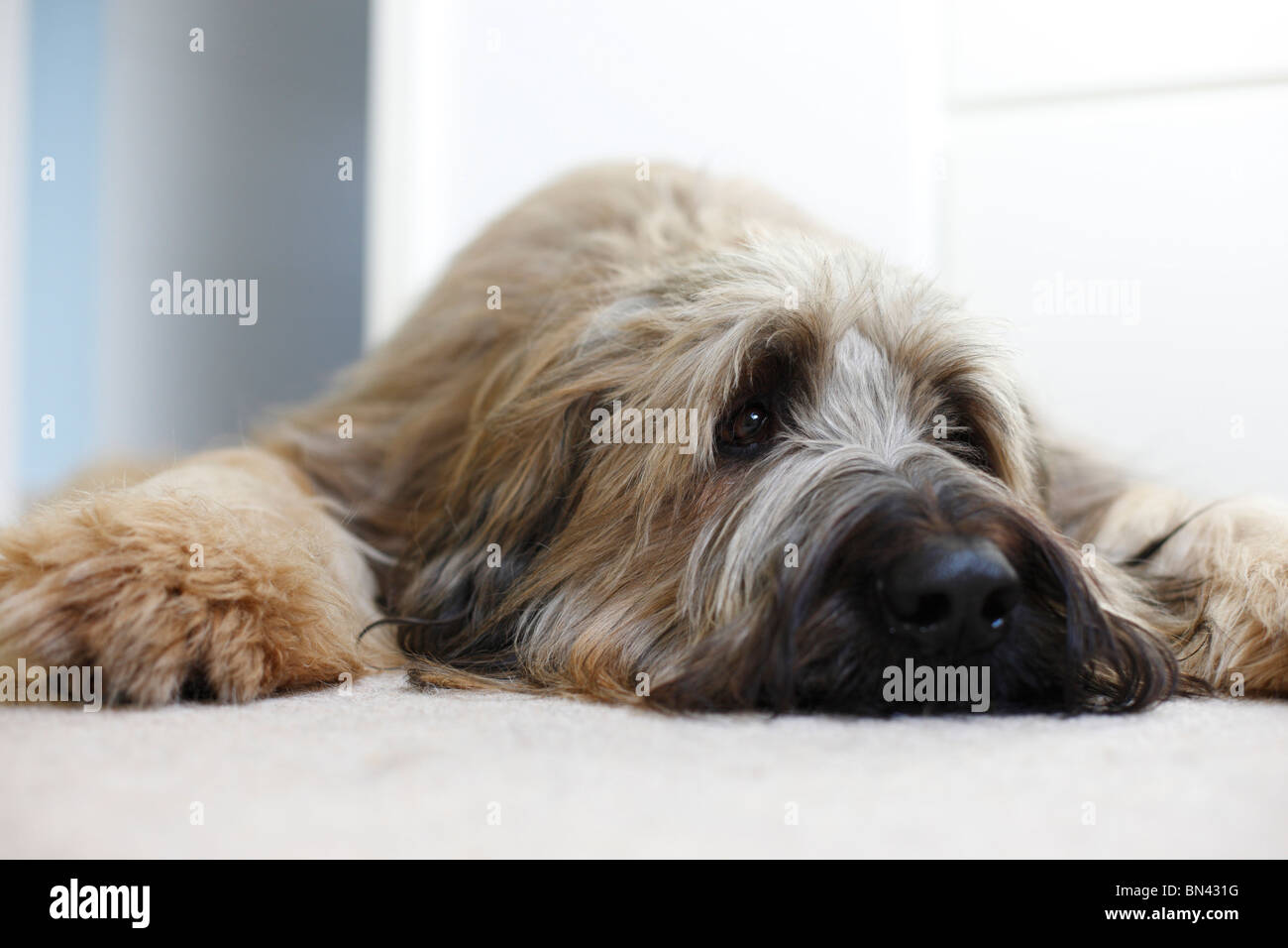 Berger de Brie, Briard (Canis lupus f. familiaris), 2 years old Briard lying at the front door waiting, Germany Stock Photo
