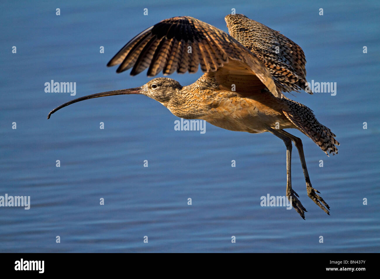 shorebird, curlew Stock Photo