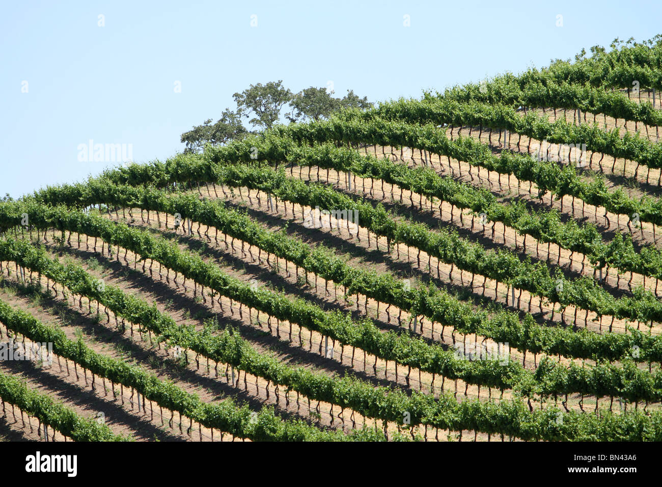 Views Of The Paso Robles Wine Region Stock Photo