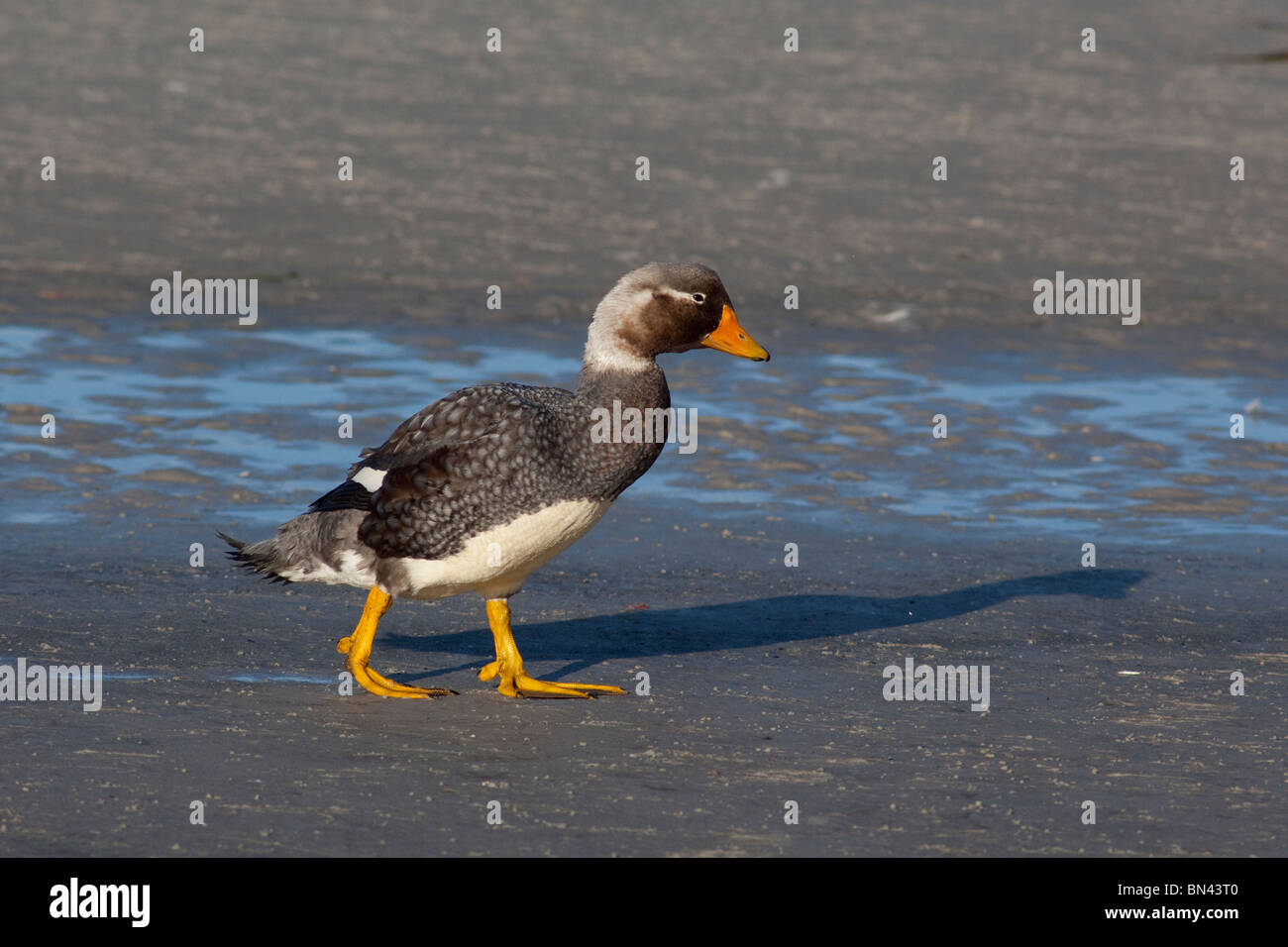 Falkland Islands, West Falkland, Saunders Island. Endemic flightless Falkland Steamer duck aka Logger duck Stock Photo