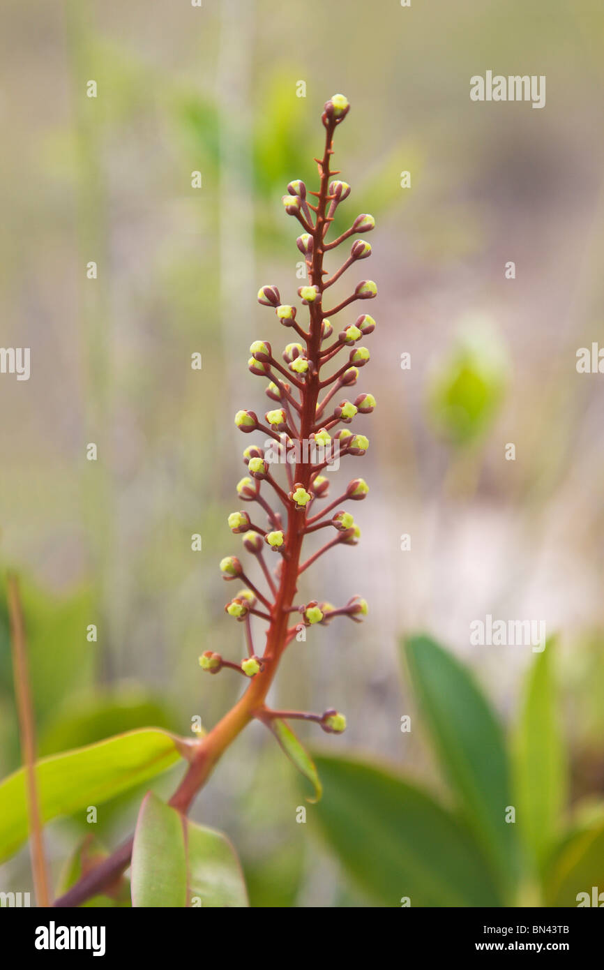 Pitcher plant, Nepenthes gracilis, flowers Stock Photo Alamy