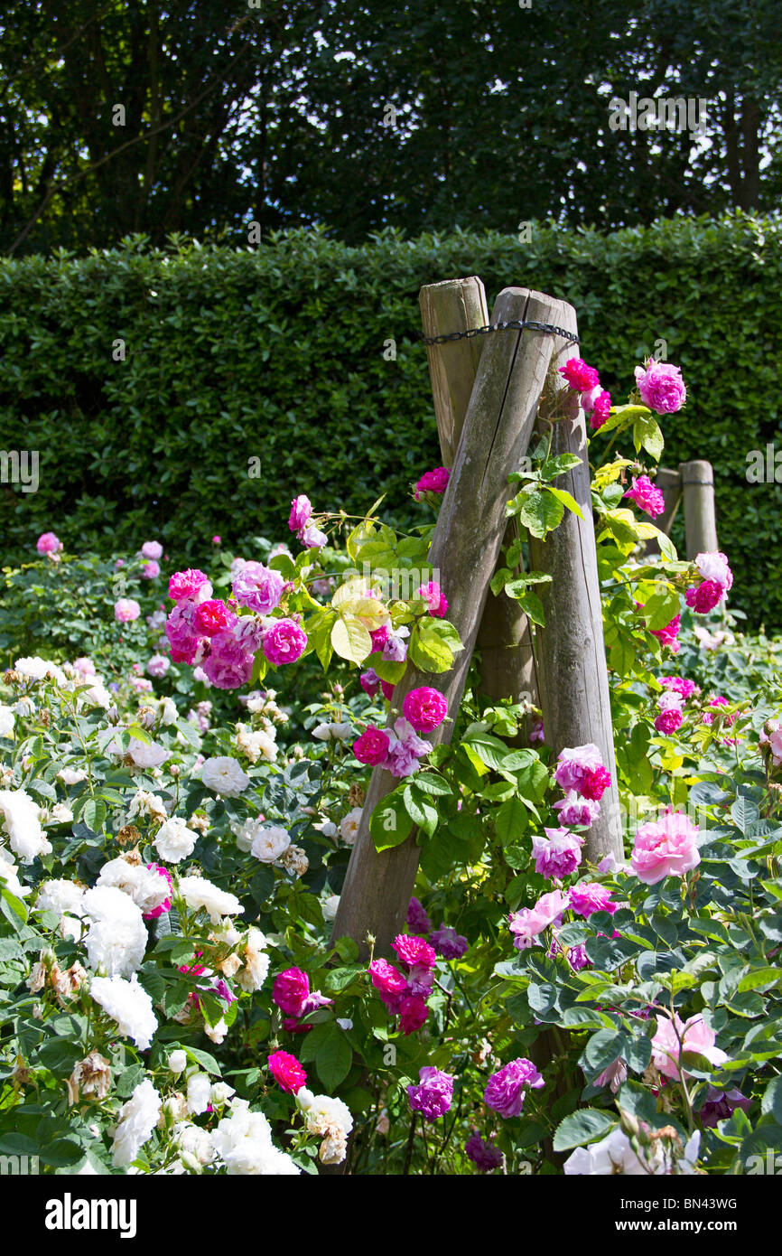 Summer Rose garden in full bloom in Spring in Sussex, UK Stock Photo