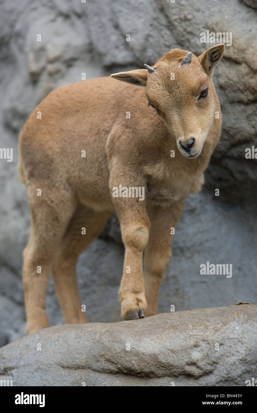young Barbary sheep on a rock - Ammotragus lervia Stock Photo