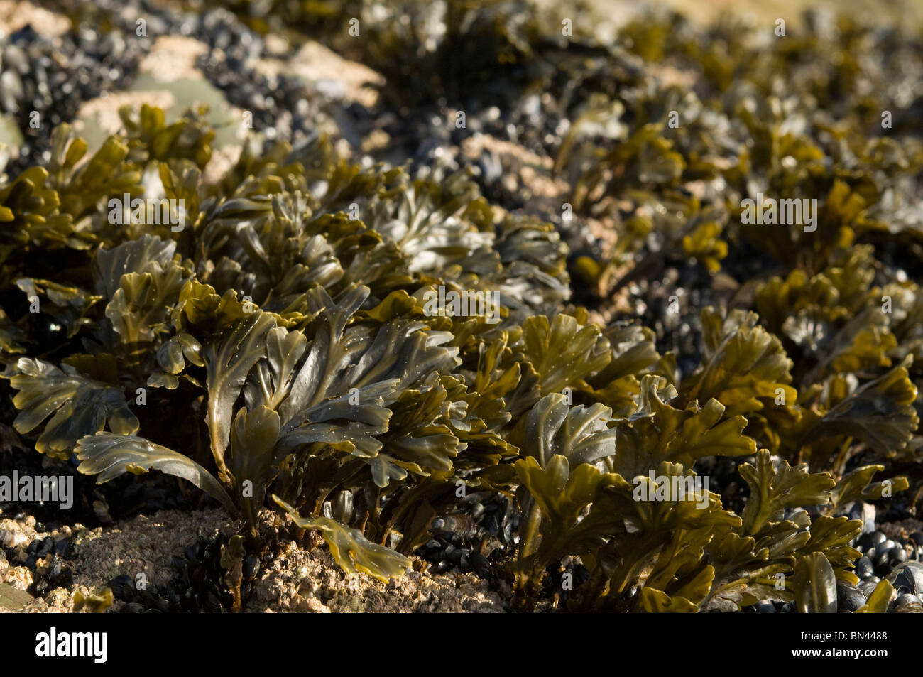 Channelled wrack, Pelvetia canaliculata, intertidal, Broad Haven, Pembrokeshire, Wales, UK, Europe Stock Photo
