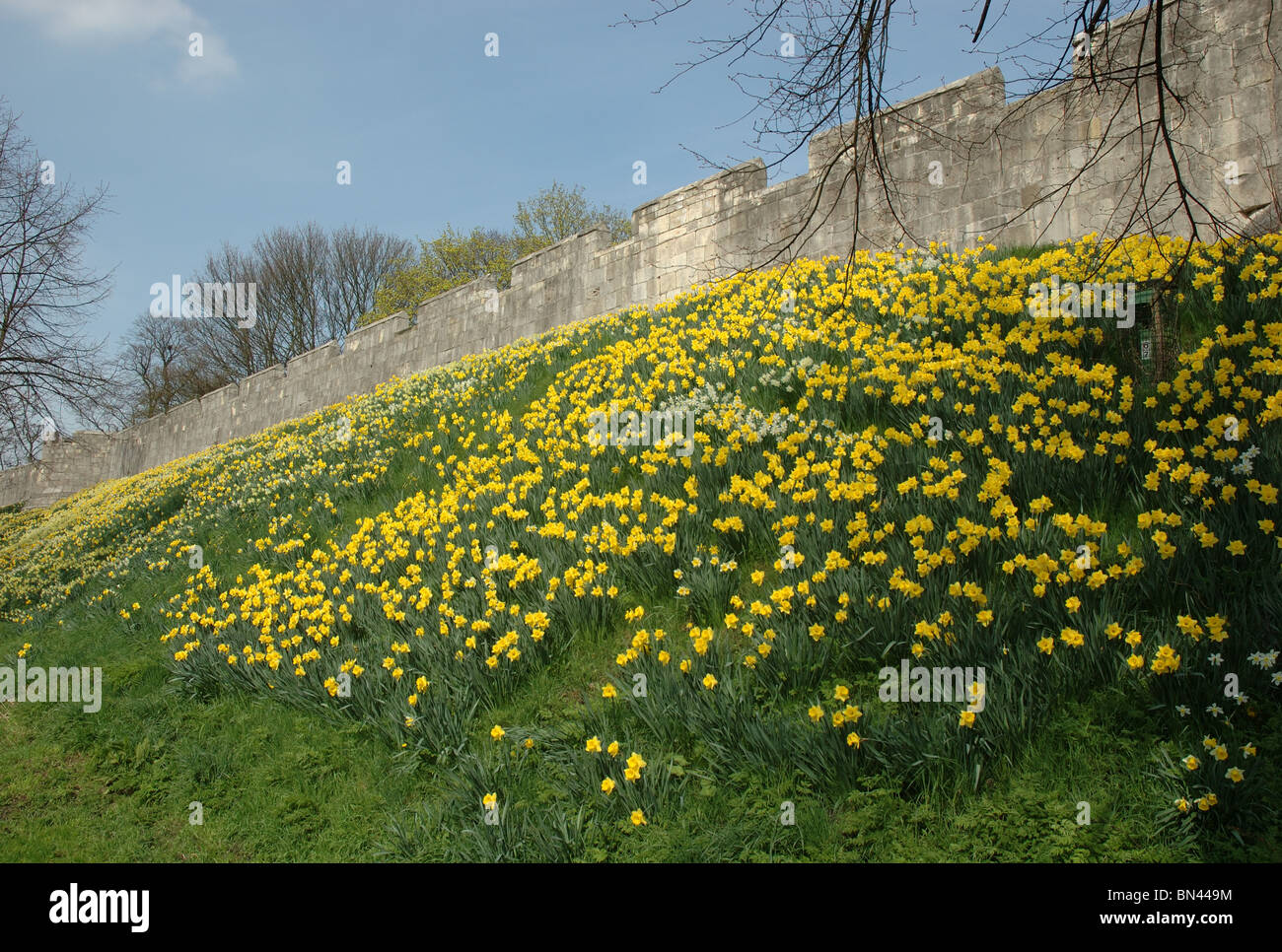 daffodils around city walls, York, England, UK Stock Photo
