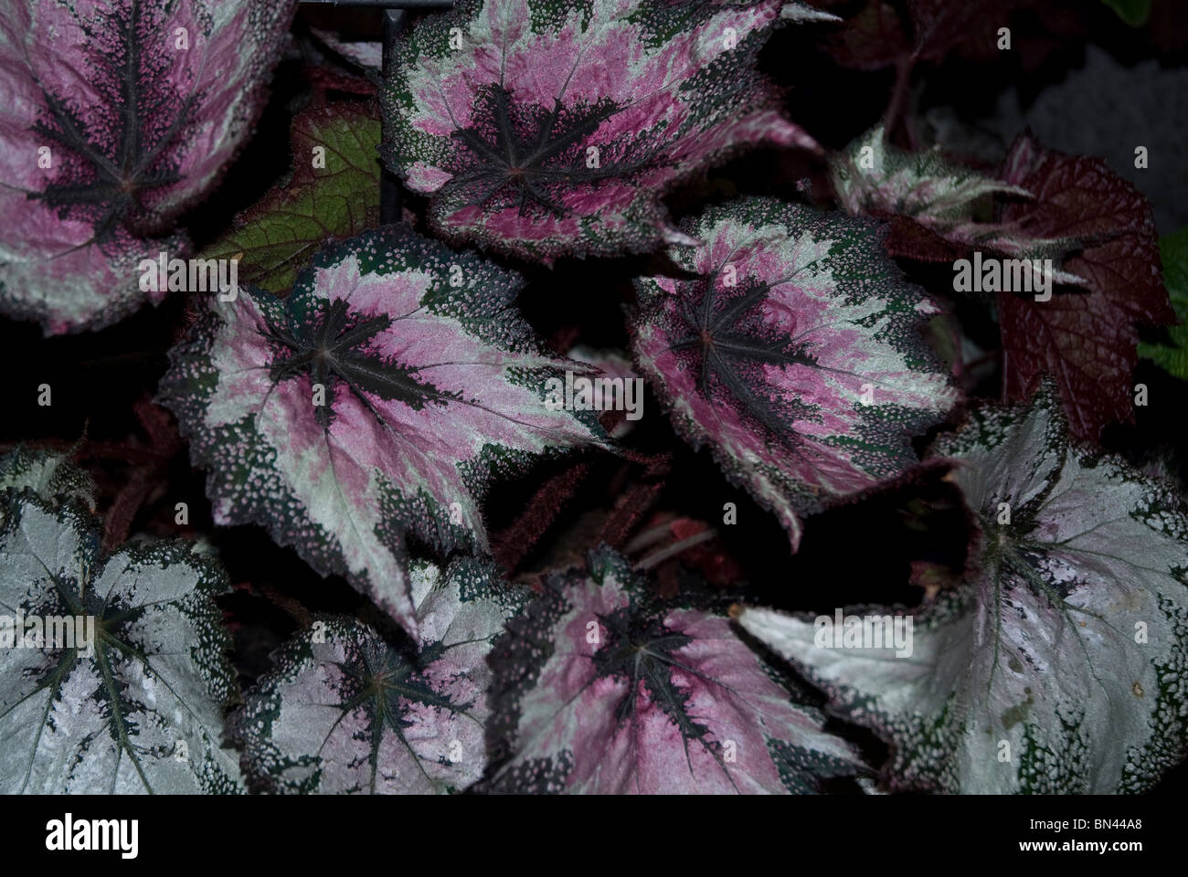 Variegated leaves of the Begonia Rex, Bath Somerset, UK Stock Photo