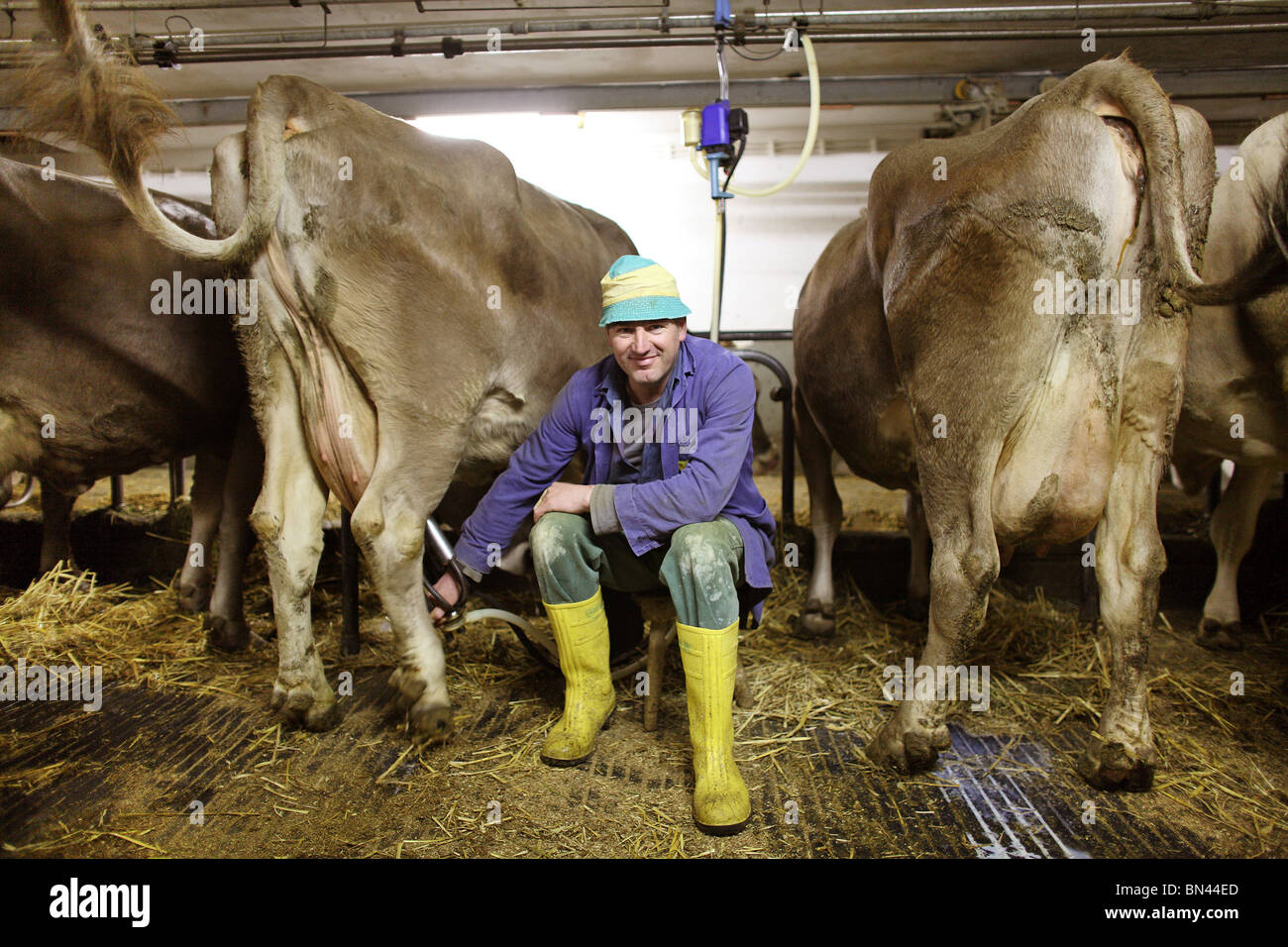 Farmer puts a milking machine on a cow's udder, Jerzens, Austria Stock Photo