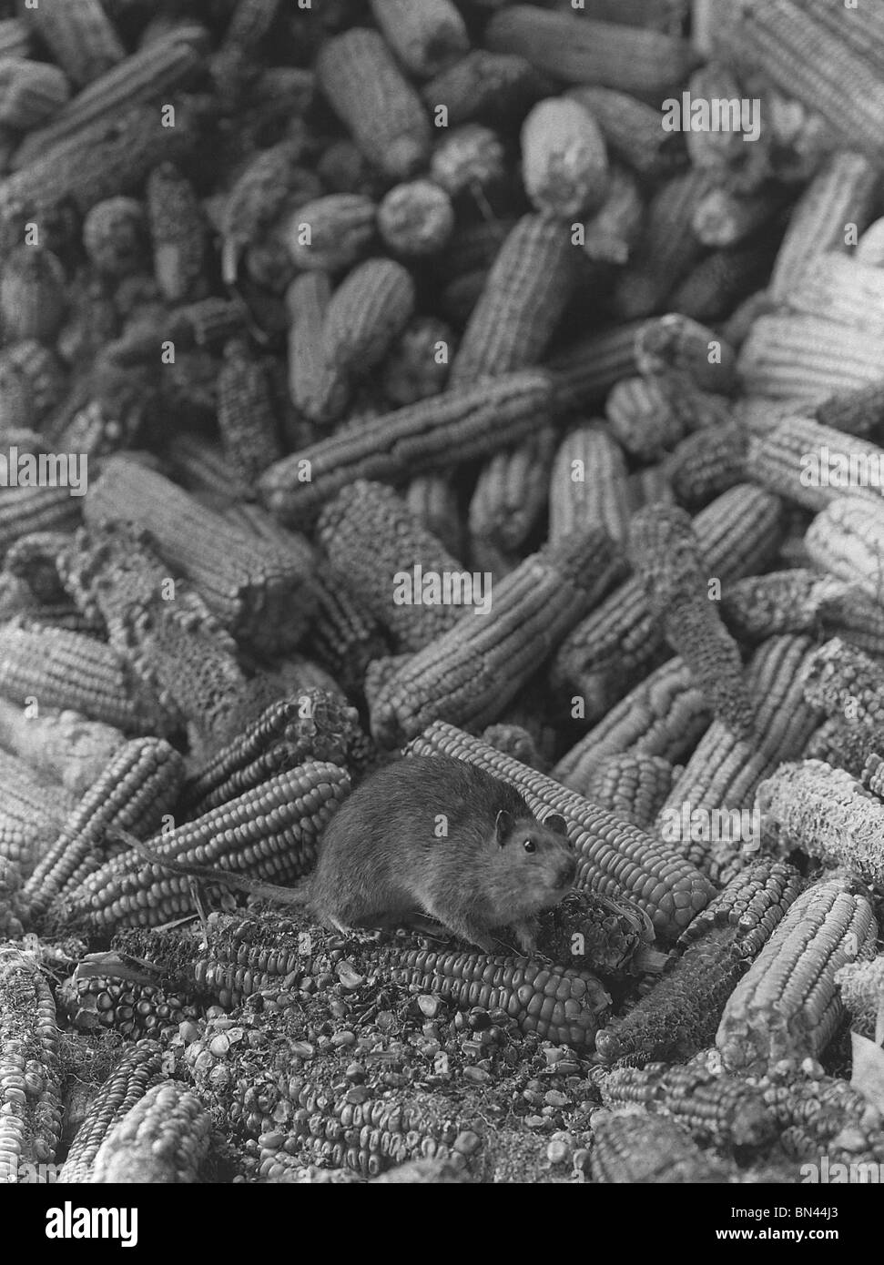 The brown rat or Norway Rat (Rattus Norvegicus) in stored corn. Kansas City, Missouri Stock Photo