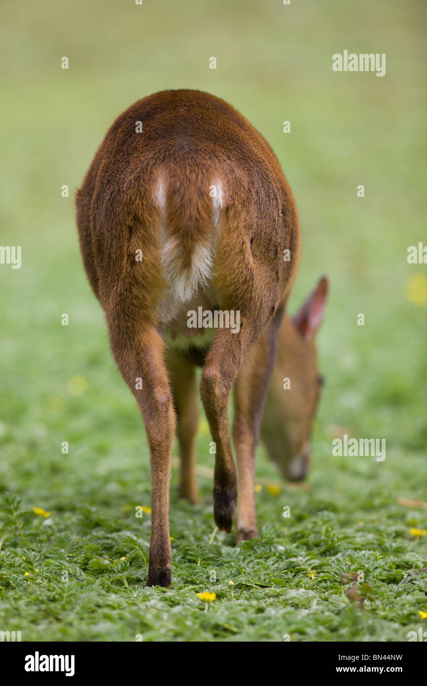 Reeves's (or Chinese) muntjac - Muntiacus reevesi from behind Stock Photo