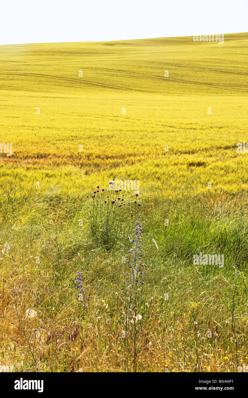 Wheat fields, the Val d'Orcia valley, Tuscany, Italy Stock Photo Alamy