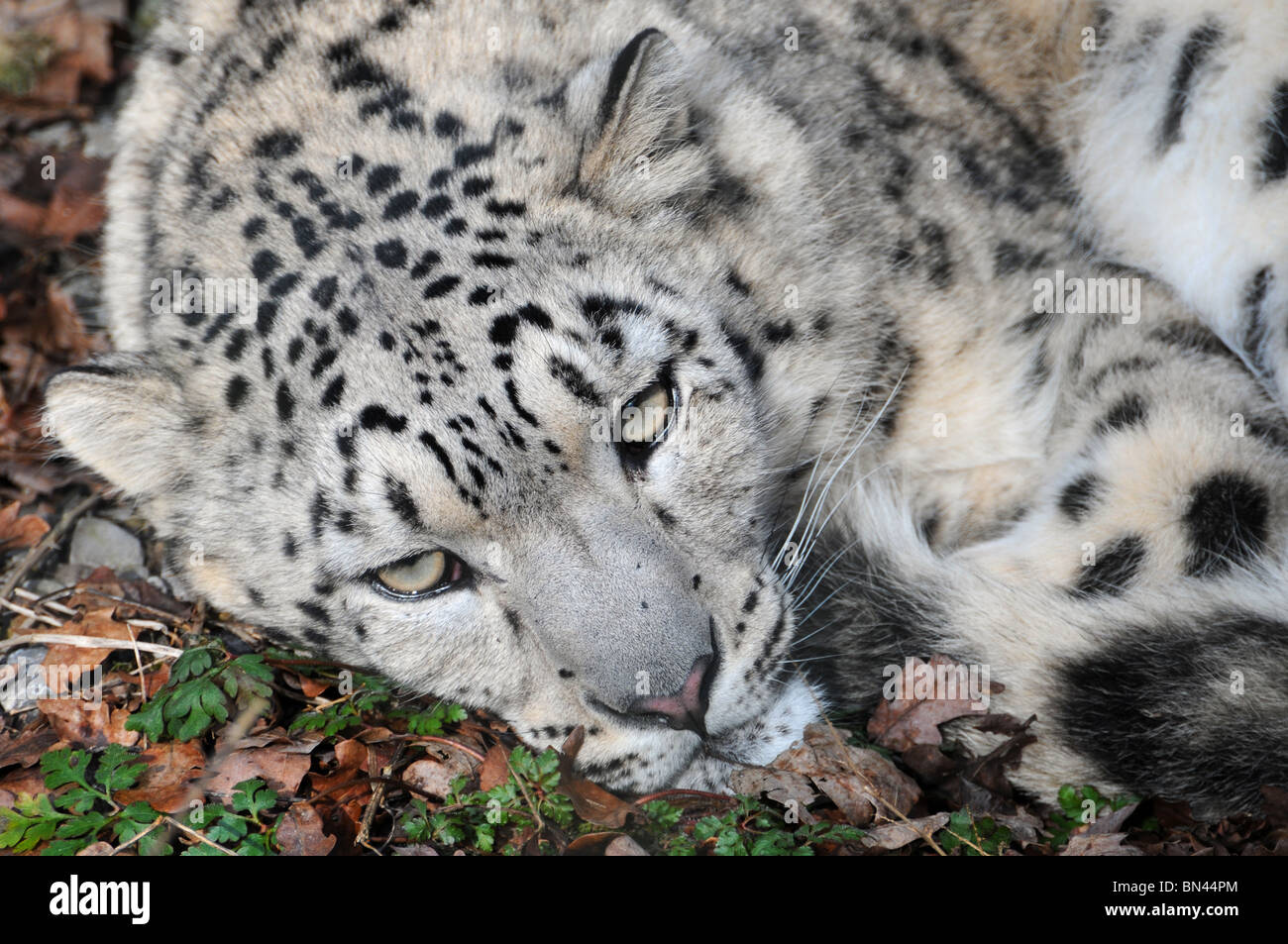 Young female snow leopard Stock Photo - Alamy