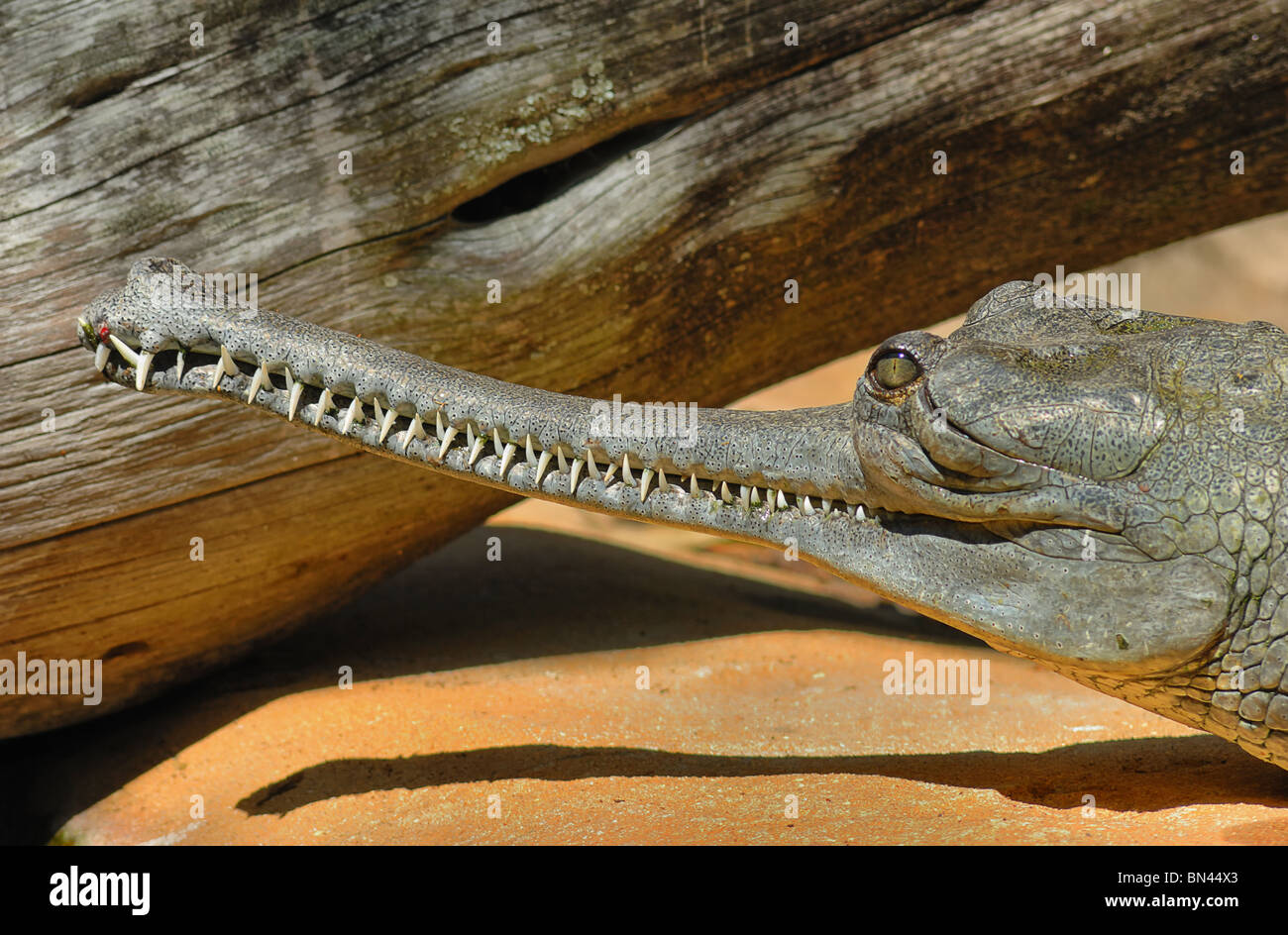 Instantly recognisable by its unique narrow snout the Gharial (Gavialis gangeticus) is also known as a Gavial. Stock Photo