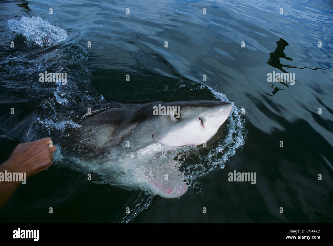 'Tickling up' Great White Shark (Carcharodon carcharias) - technique used by to open the shark's mouth Stock Photo