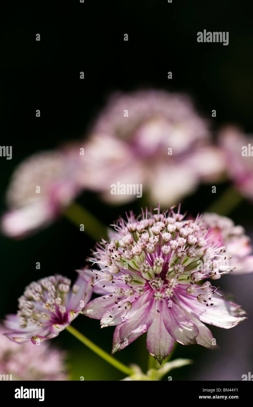 Great Masterwort, Astrantia major, in flower Stock Photo