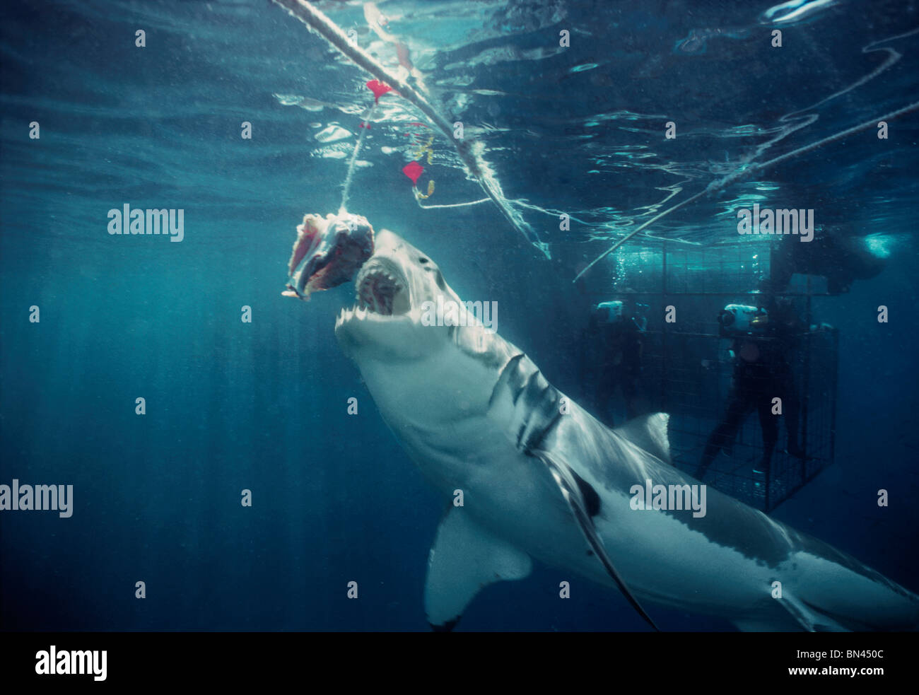 Carcharodon Carcharias Attack carcharodon-carcharias-attack