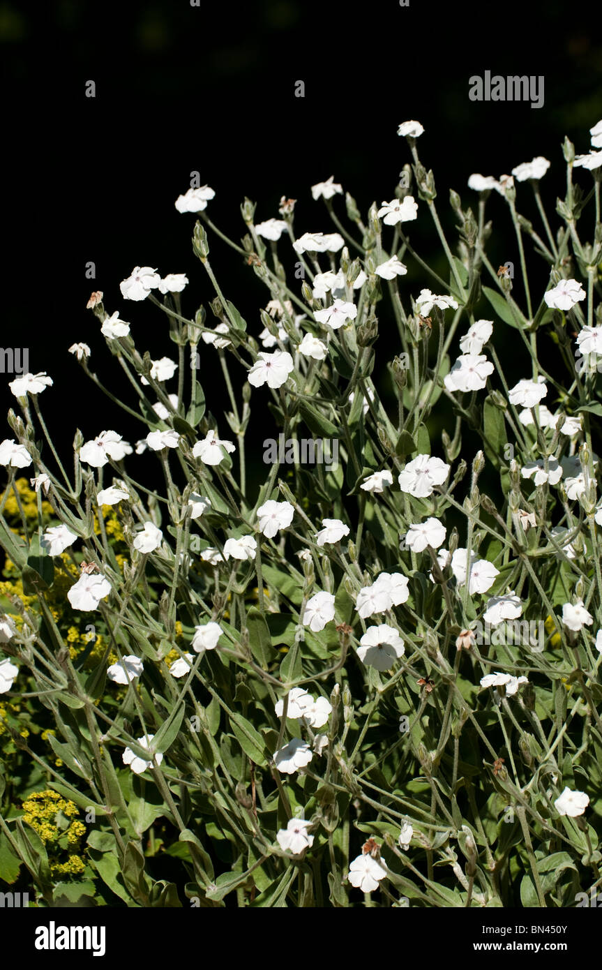 Lychnis coronaria ‘Alba’, White Rose Campion, in flower Stock Photo