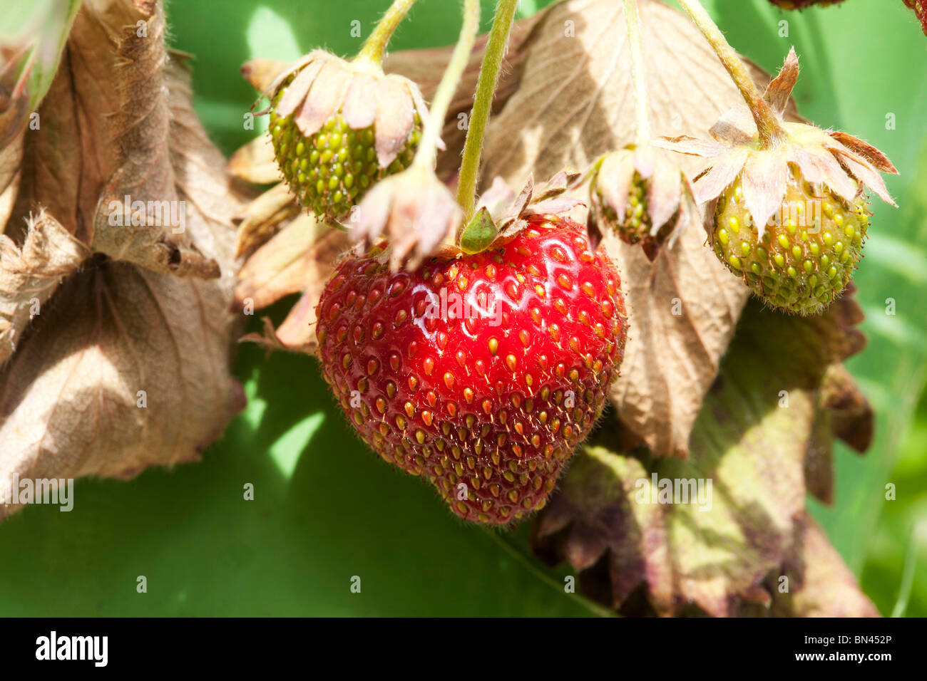 small ripe red strawberry growing on a bush Stock Photo - Alamy
