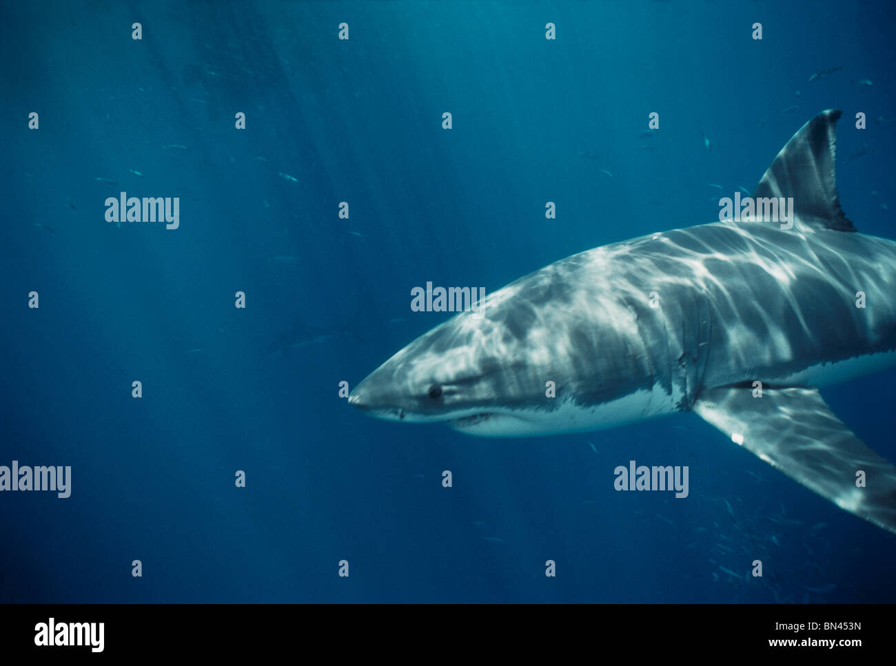 Great White Shark (Carcharodon carcharias), Dangerous Reef, South ...