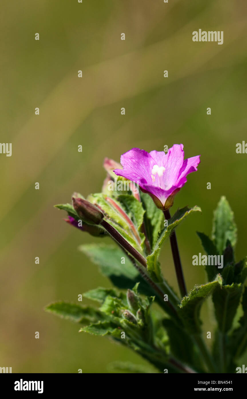 Great Willowherb, Epilobium hirsutum, in flower Stock Photo