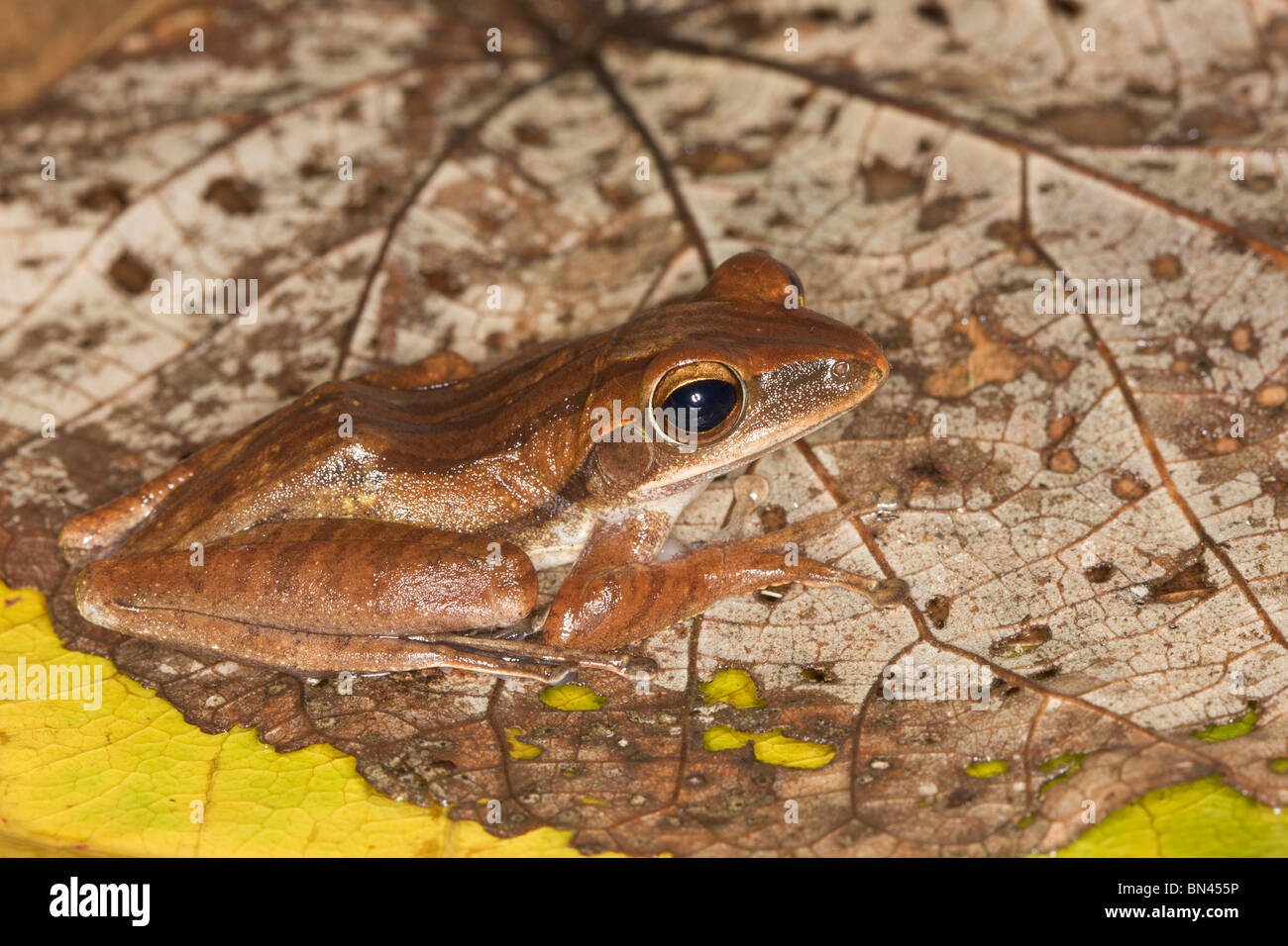 Four-lined Tree Frog, Polypedates leucomystax Stock Photo
