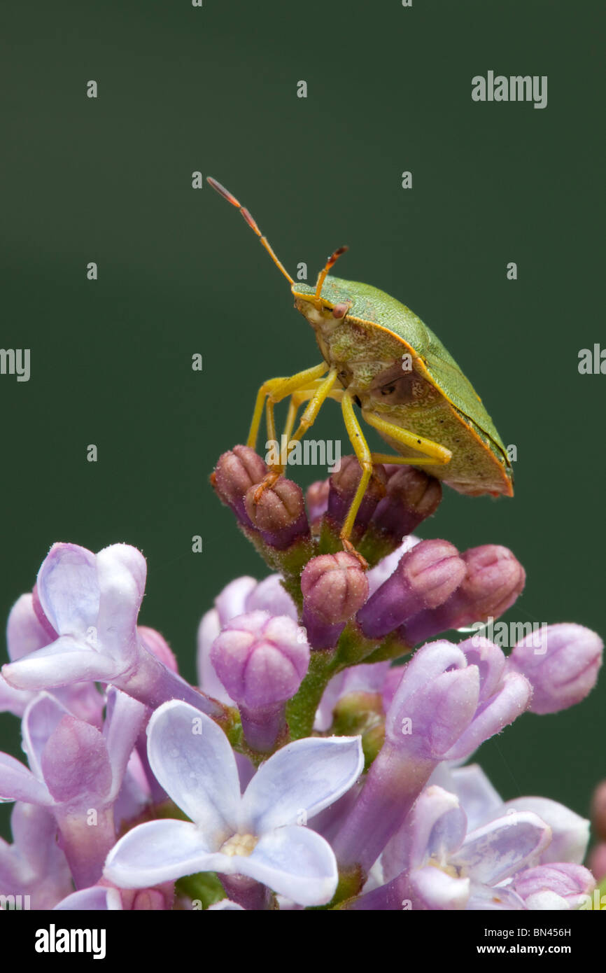 Common Shield Bug; Palomena prasina Stock Photo - Alamy