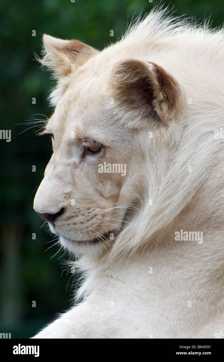 Male white hi-res stock photography and images - Alamy