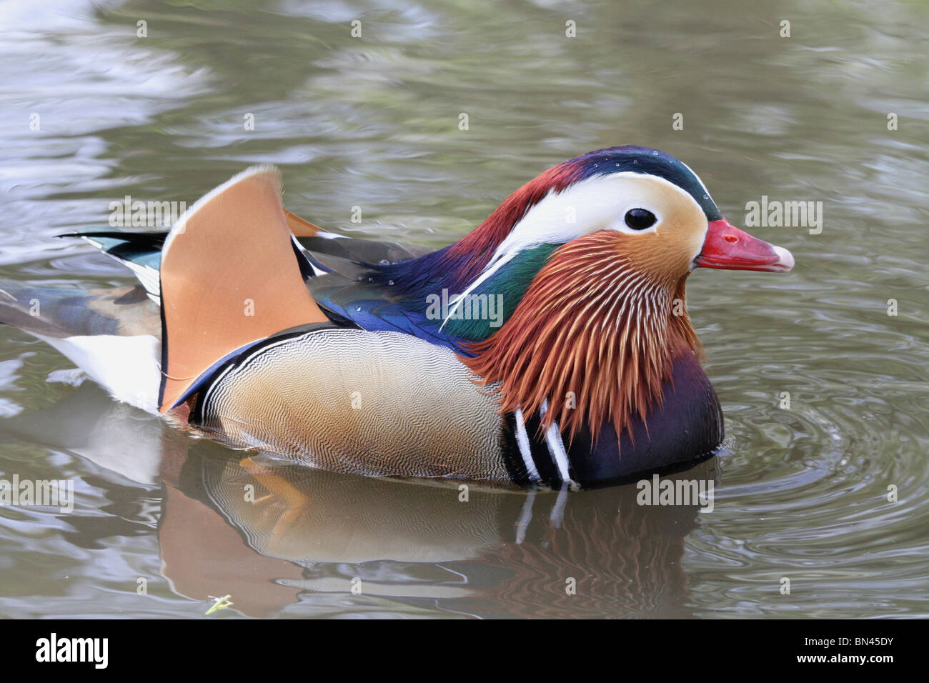 Close up Side view of a colourful male Mandarin Duck (Aix galericulata ...