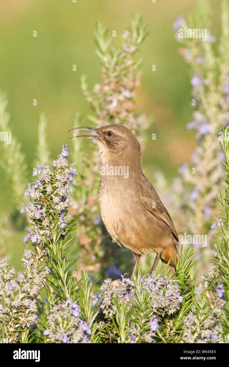 California Thrasher perched in Rosemary Stock Photo