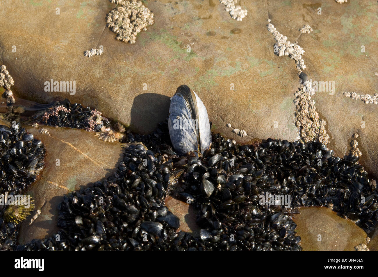 Large mussel surrounded by one year old musssel spat, Mytilus edulis, intertidal, Broad Haven, Pembrokeshire, Wales, UK, Europe Stock Photo