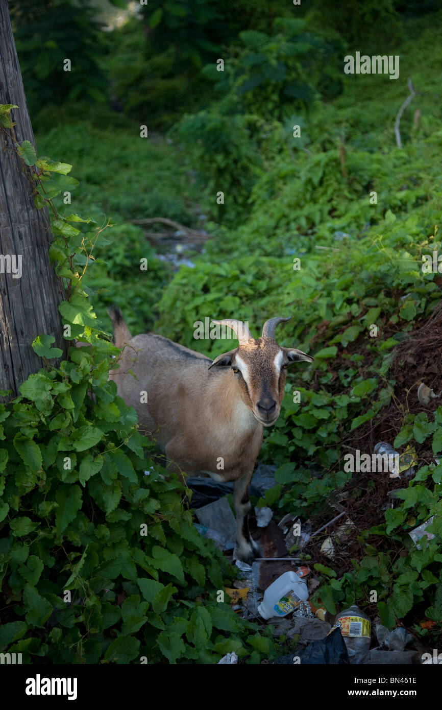 Goat in the wild, Jamaica Stock Photo Alamy