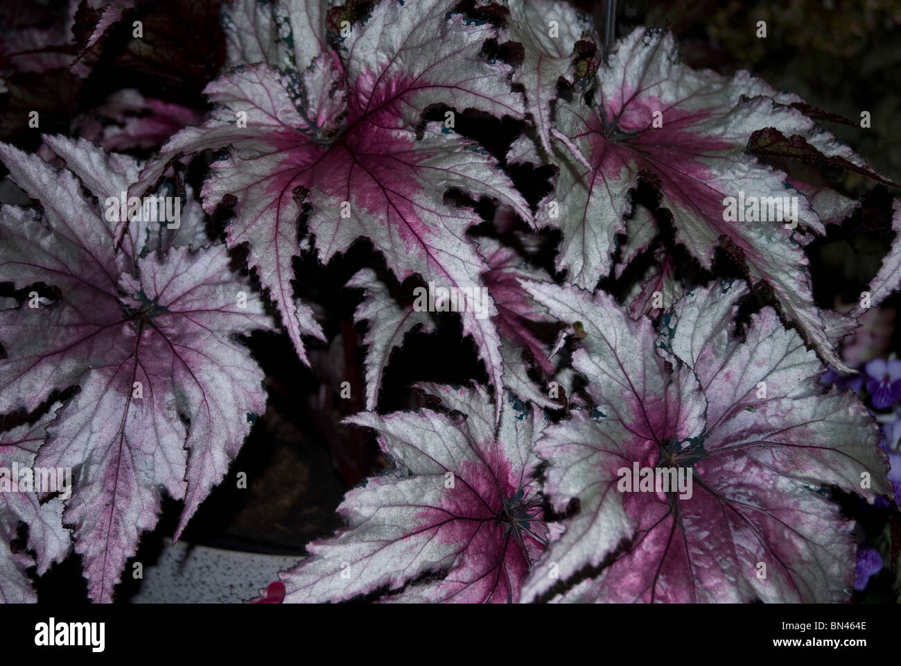 Variegated leaves of the Begonia Rex, Bath Somerset, UK Stock Photo