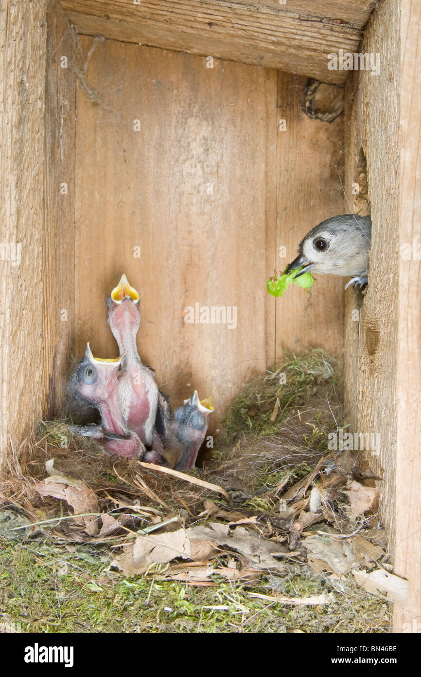 tufted titmouse family inside nest box BN46BE
