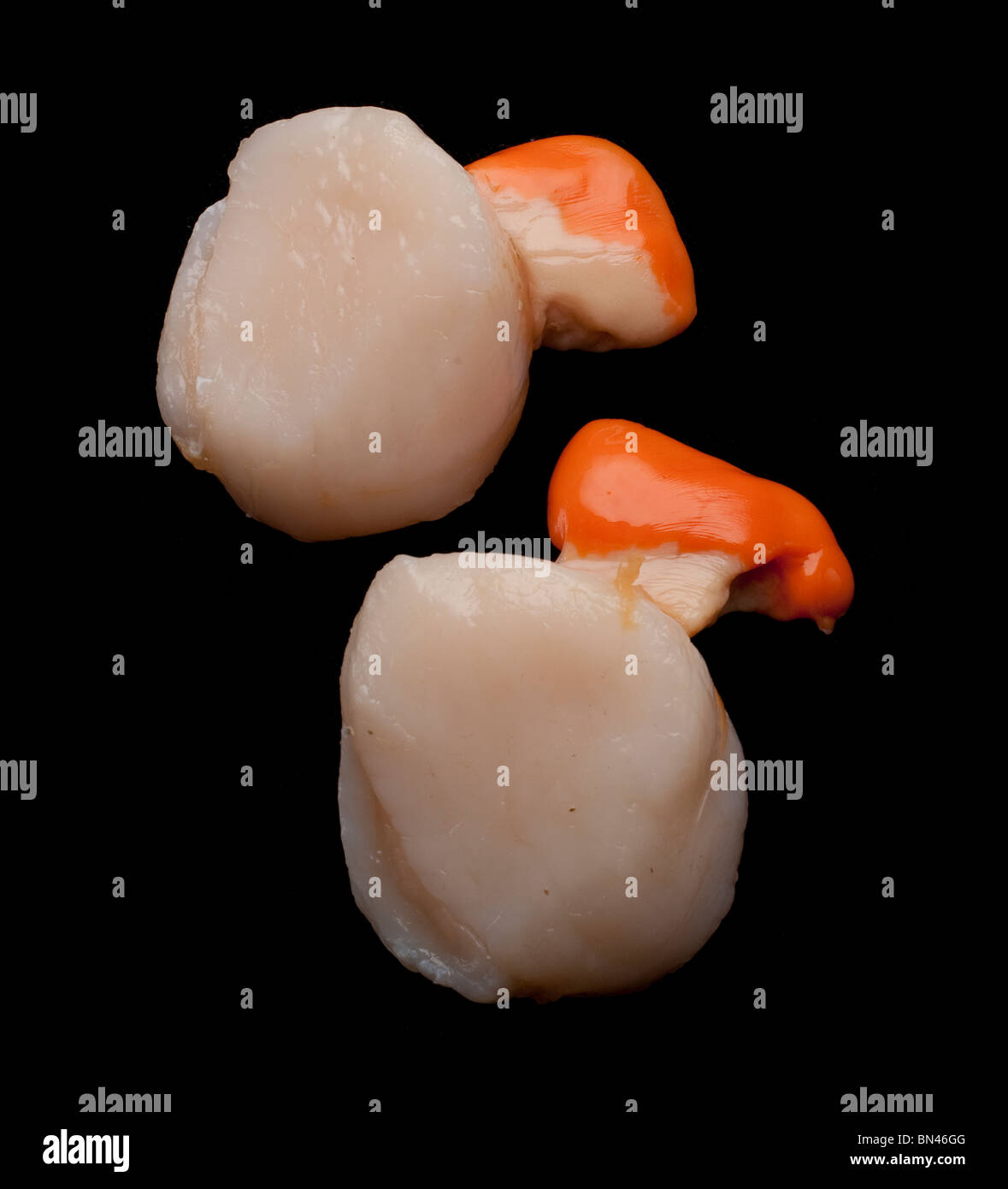 Scallop, highly prized as a food source Stock Photo Alamy