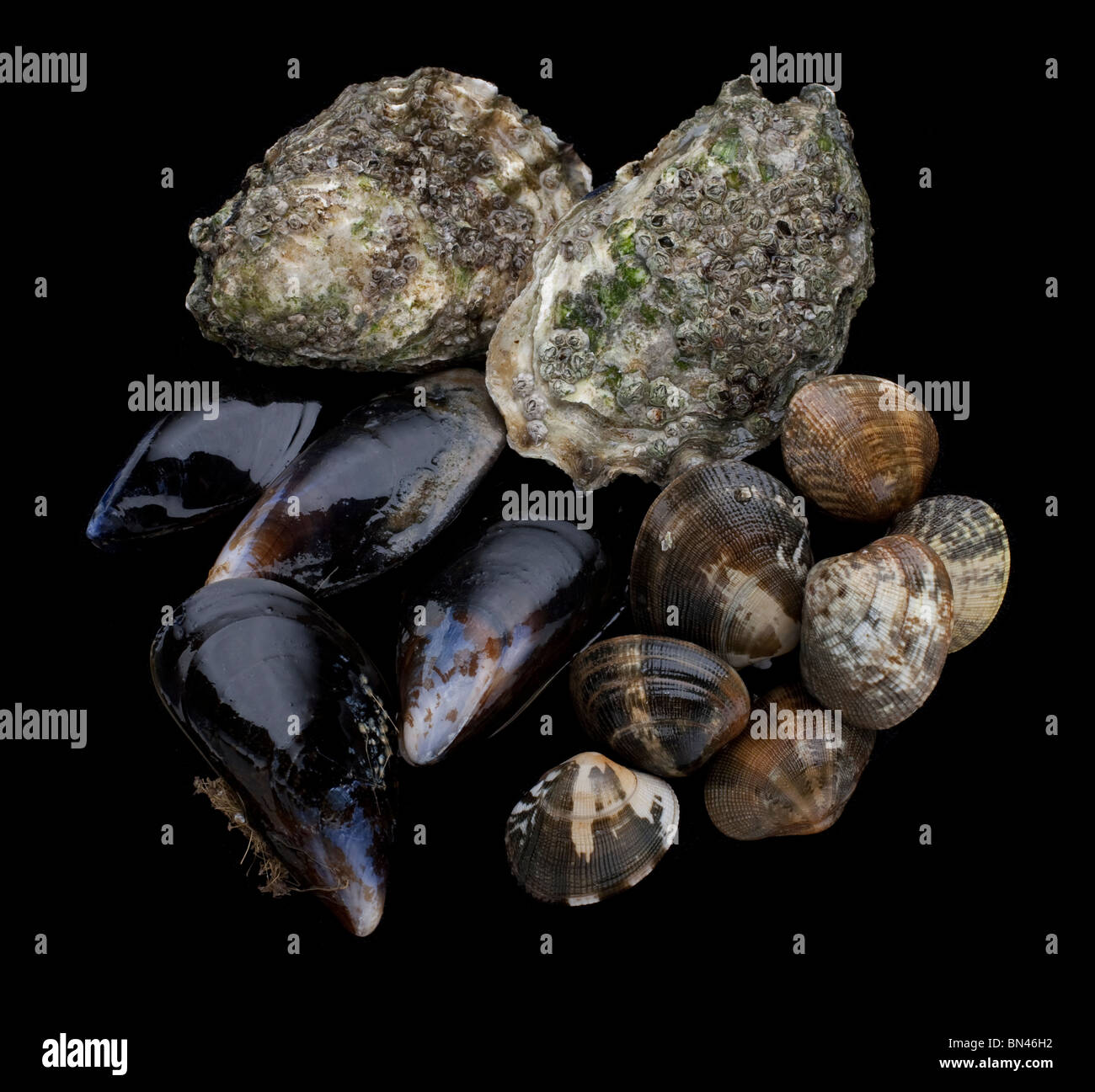Muscles, clams and oysters Stock Photo Alamy