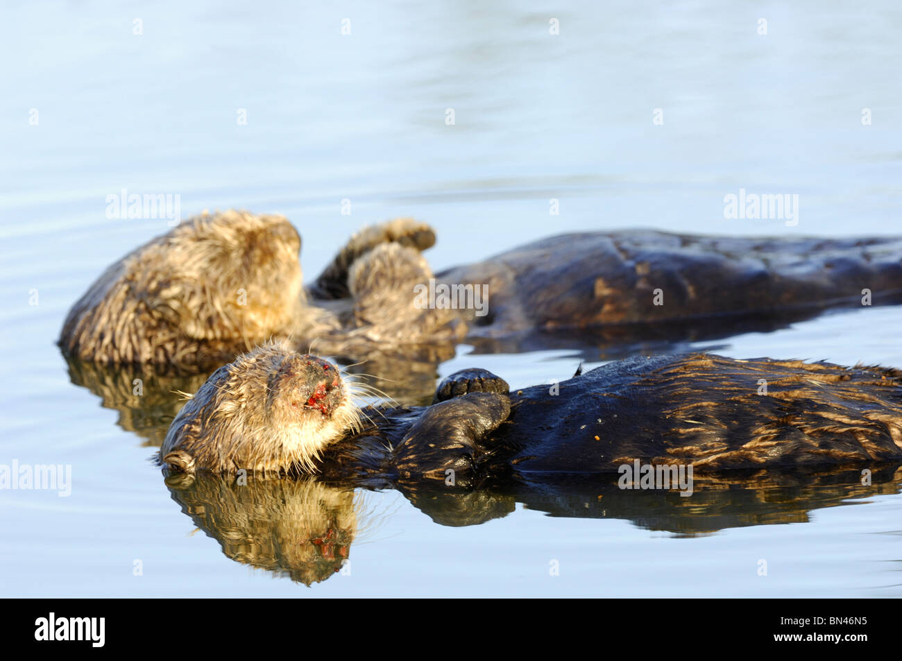 Stock photo of a breeding pair of California sea otters floating together on their backs.  The female's nose is bloody. Stock Photo
