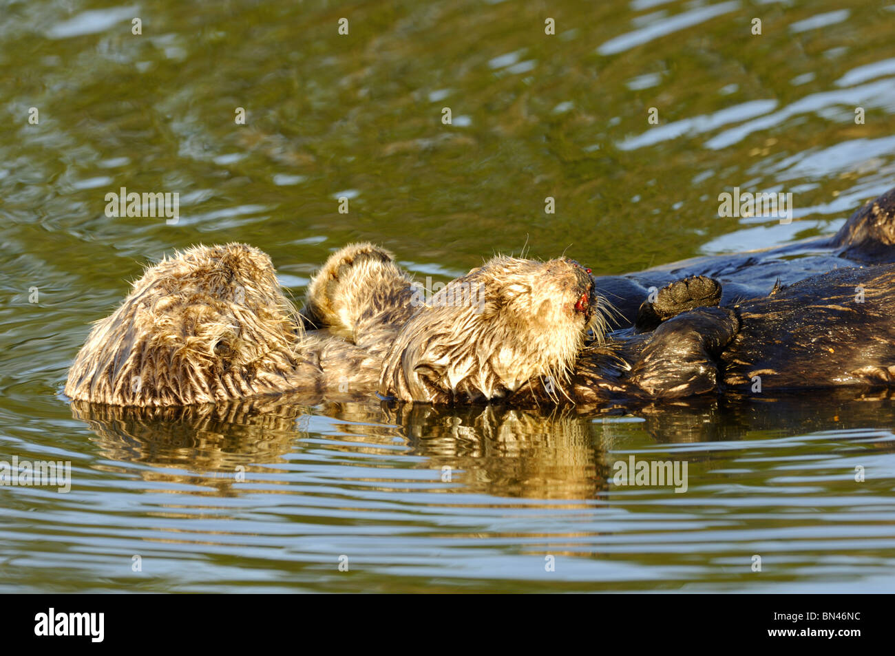 Stock photo of a breeding pair of California sea otters floating together on their backs.  The female's nose is bloody. Stock Photo