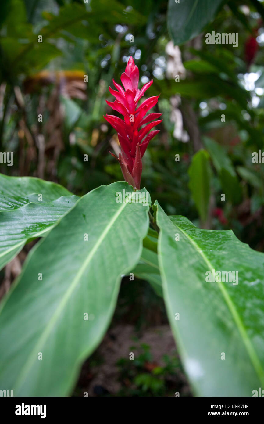 Flower found at Dunn's River Falls, Jamaica Stock Photo