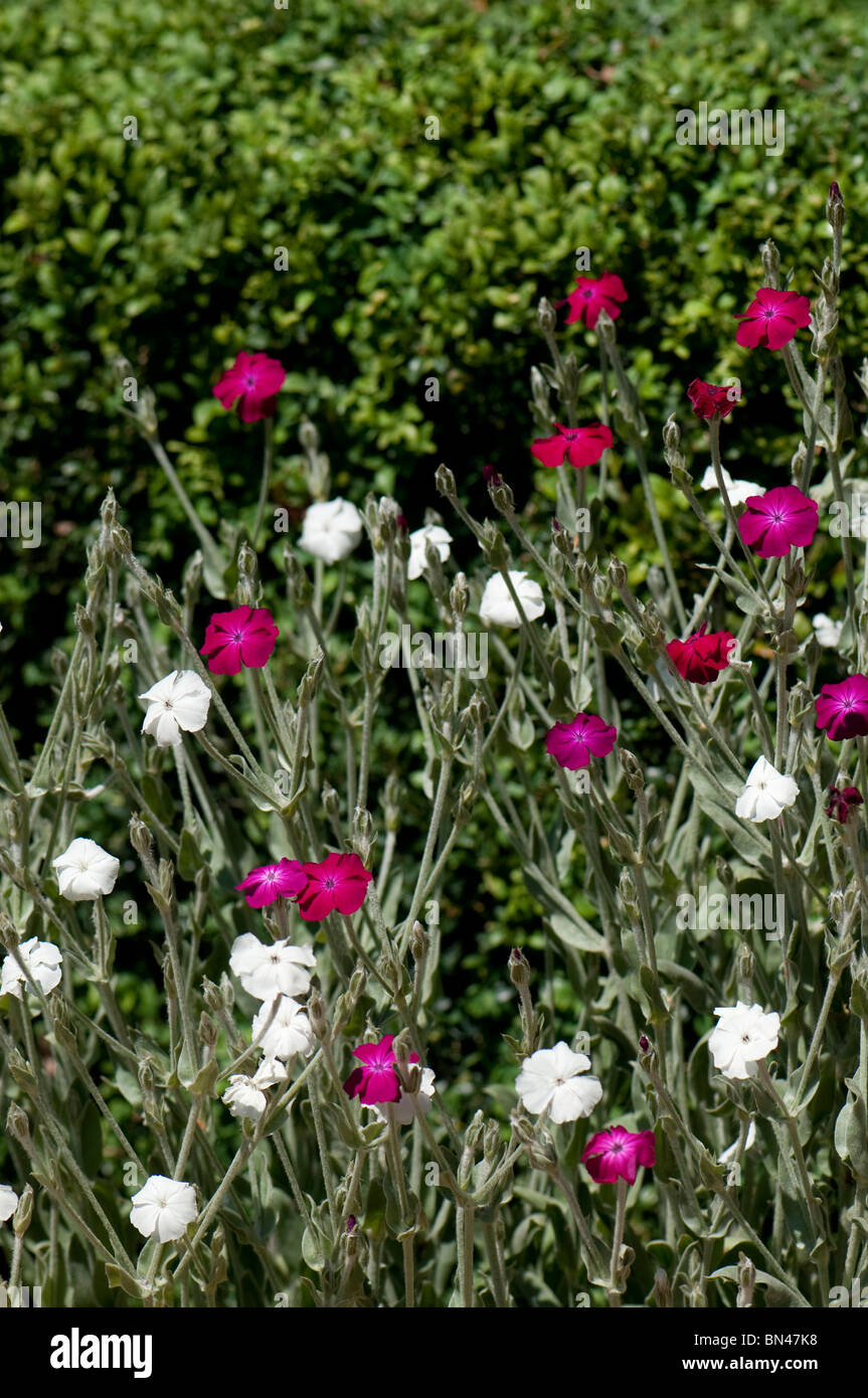 Lychnis coronaria, Rose Campion and Lychnis coronaria ‘Alba’, White Rose Campion in bloom Stock Photo