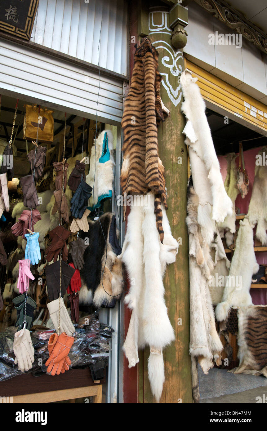 Fur shop selling pelts of endangered animals including tiger pelts Zhongdian Yunnan China Stock Photo