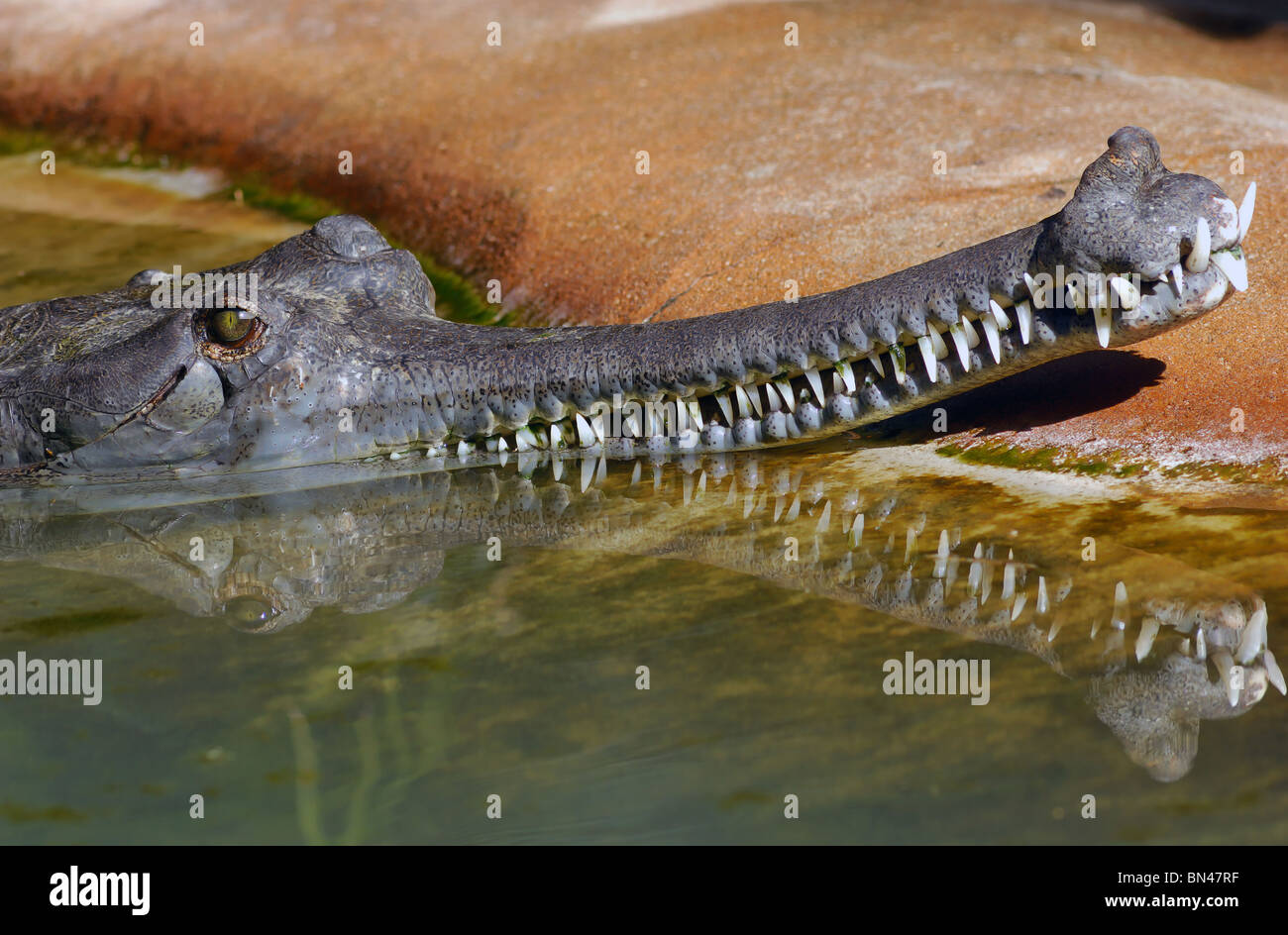 Instantly recognisable by its unique narrow snout the Gharial (Gavialis gangeticus) is also known as a Gavial. Stock Photo