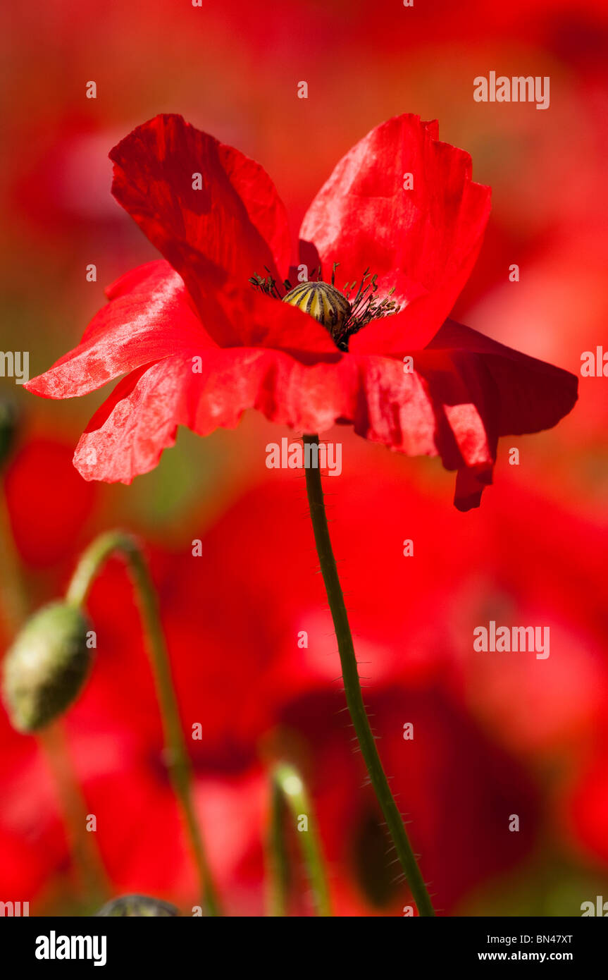 English poppy papaver field portrait hi-res stock photography and ...
