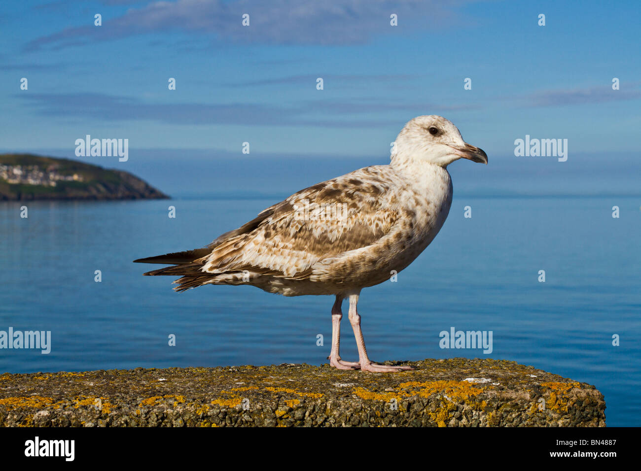 Young seagull on promenade wall in Douglas Bay, Isle of Man Stock Photo
