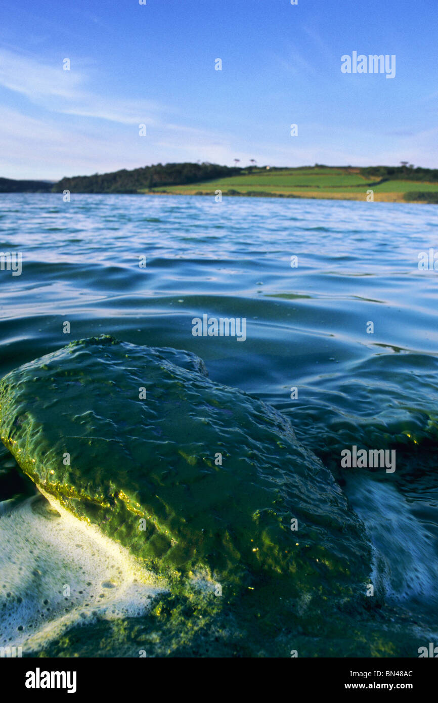 Blue green algae; Loe Pool; Cornwall Stock Photo