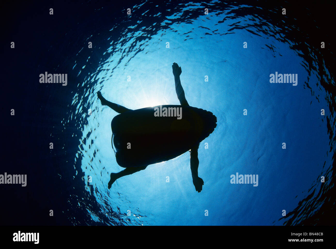 Swimmer on inflatable raft demonstrating why sharks attack humans, potential shark attack victim, Hawaii (USA) - Pacific Ocean. Stock Photo