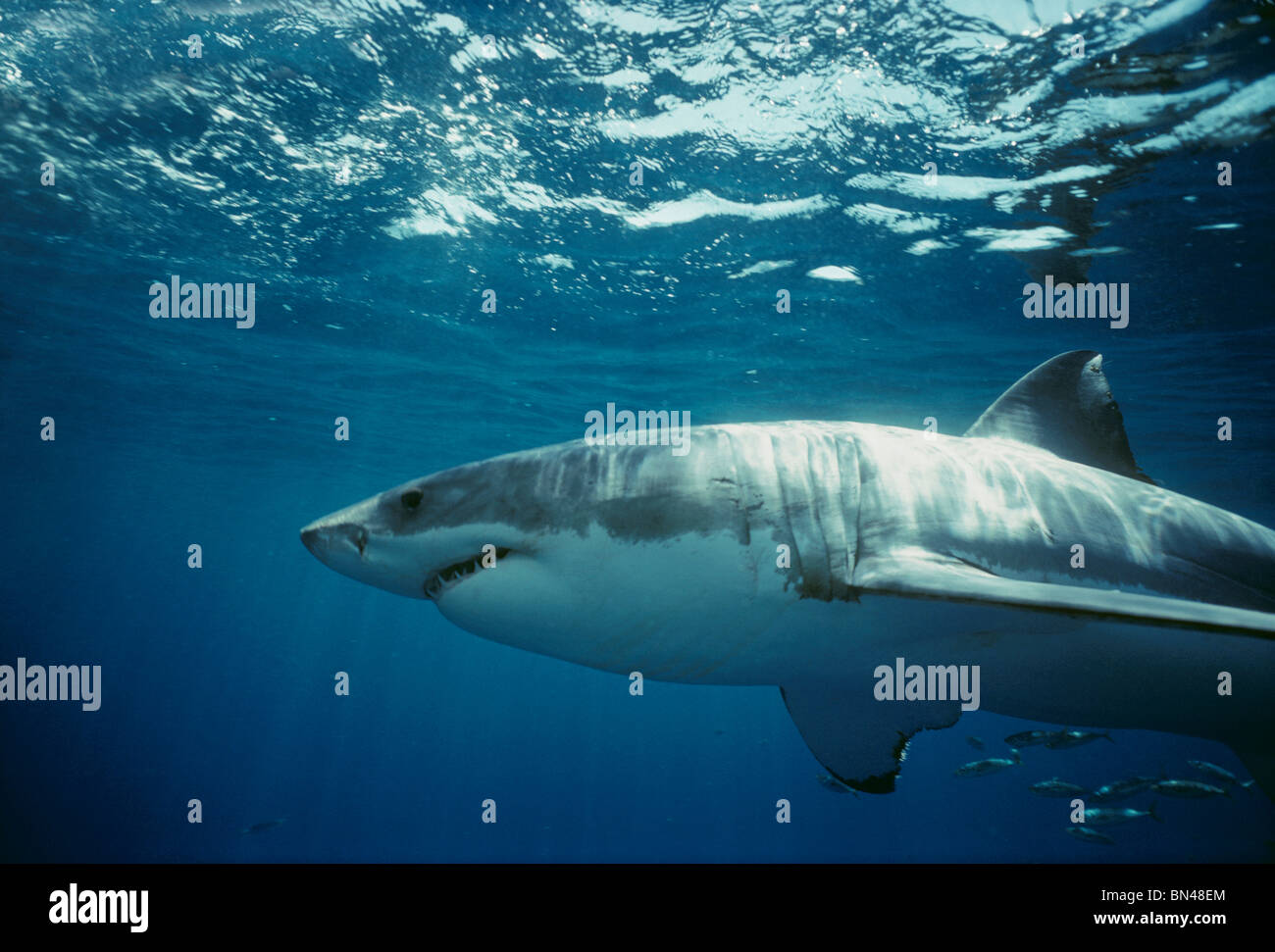 Great White Shark (Carcharodon carcharias), Dangerous Reef, South Australia - Great Australian Bight. Stock Photo
