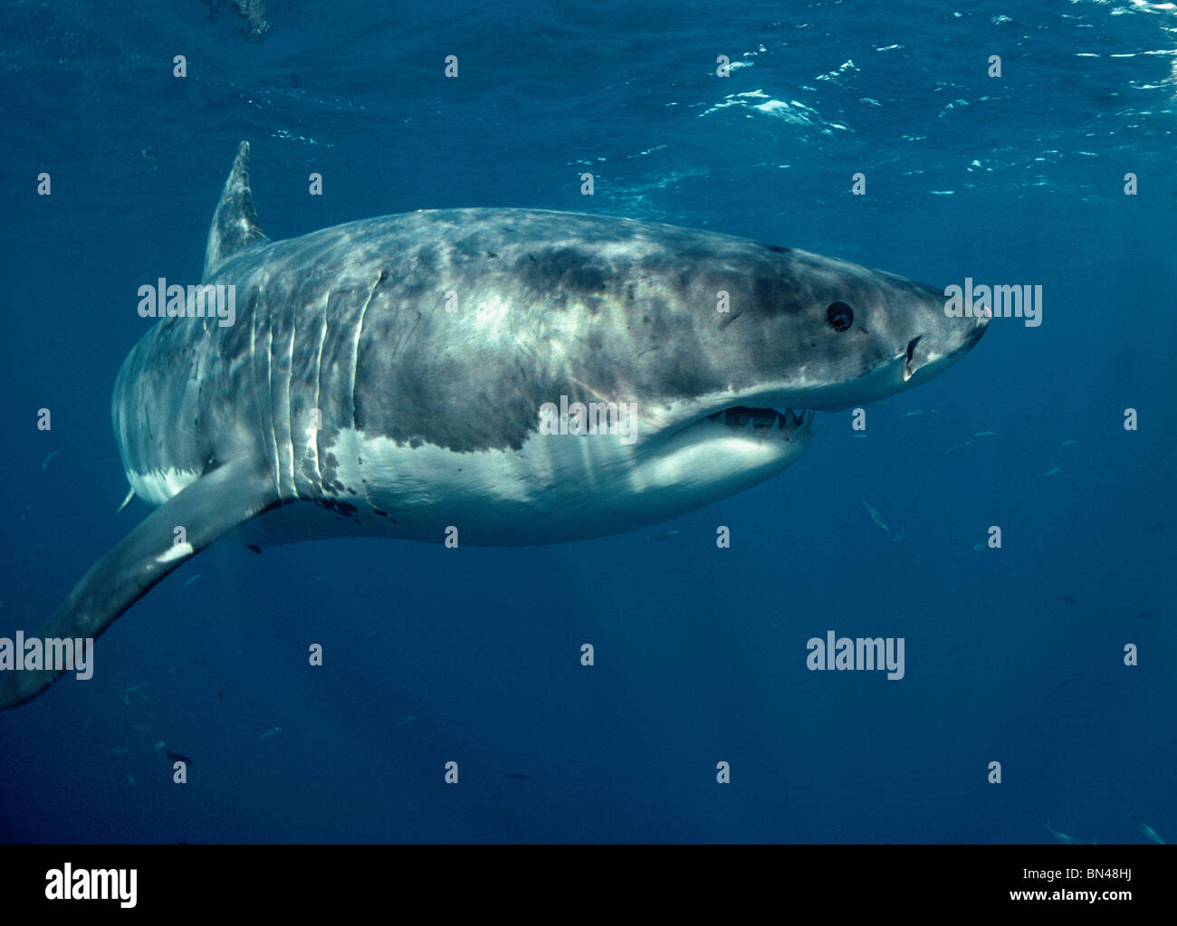 Great White Shark (Carcharodon carcharias), Dangerous Reef, South Australia - Great Australian Bight. Stock Photo