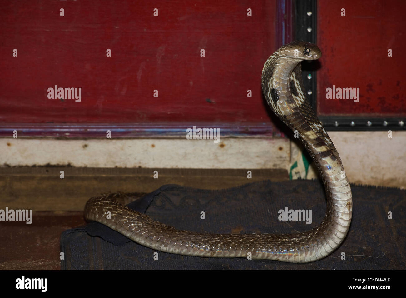 India Tamil Nadu Chennai A Royal Cobra In The Madras Snake Park Stock Photo Alamy