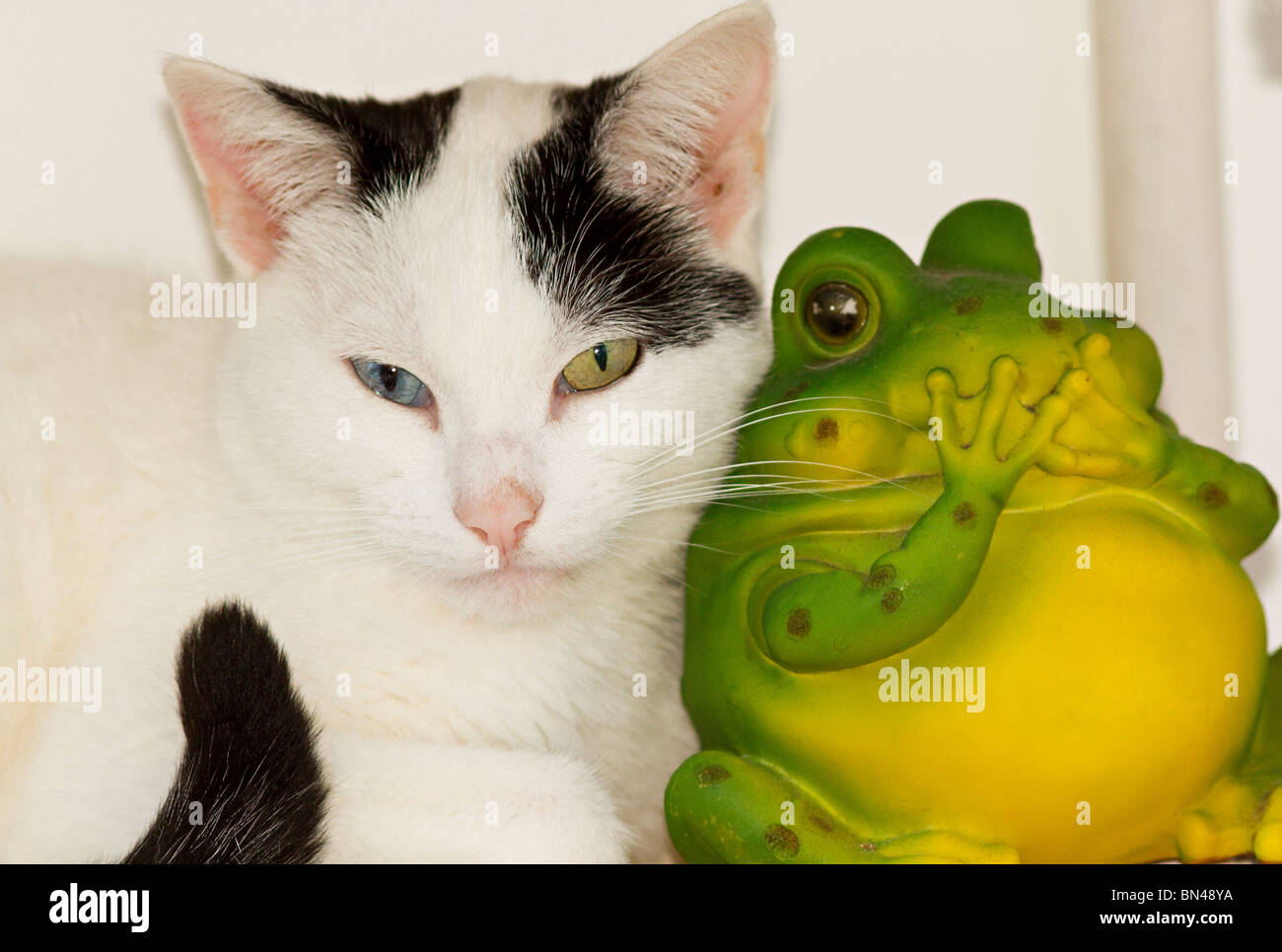 A single young odd eyed domestic cat (Felis catus) cuddled up next to a frog ornament Stock Photo