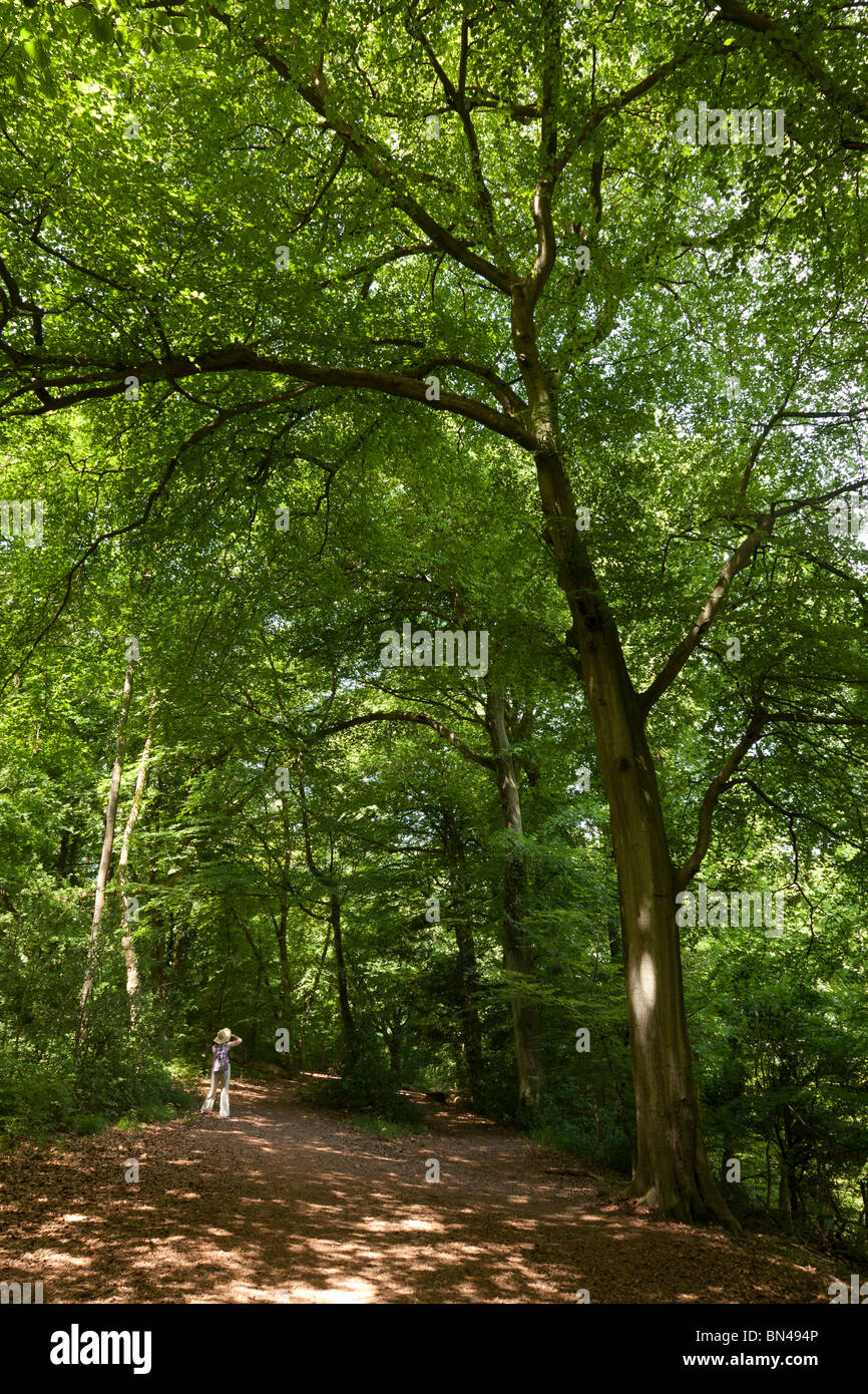 Tall beech trees sunlight and shade dwalf a solitary figure in Selborne